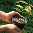 木を植える