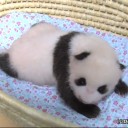 赤ちゃんパンダ