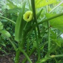 ナスとオクラ収穫