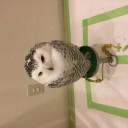 ふくろうカフェにいってきた