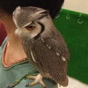 ふくろうカフェにいってきた