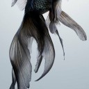 青文魚