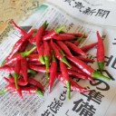 　収穫