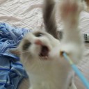突如、野性を覚醒させる担当ちのニャンコです。