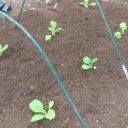 白菜、キャベツ、じゃがいも植え付け
