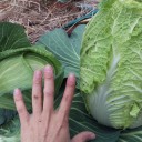 白菜、キャベツ、じゃがいも植え付け