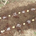 白菜、キャベツ、じゃがいも植え付け
