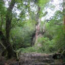 屋久島の旅３日目・・・（縄文杉）