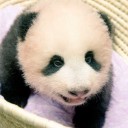 シャンシャンちゃん