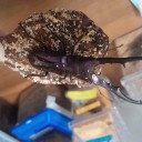 にょろ回収　グロ注意
