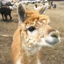 昨日のアルパカ狼さんの態度はやっぱり非常識で変だったのだが。(^。^;) 　（めも）（21時21分）　（いつものおまけ画像追加ｗ）