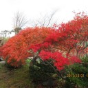 最終章は我が家の紅葉