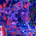 金魚のエロさ