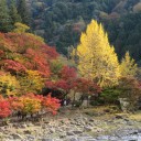 赤・黄・緑・・・