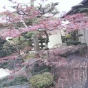 我が家の紅葉２０１７