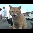 のらねこ・・・