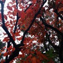 晴れた