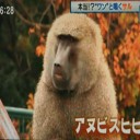 本当？！ワンと鳴くサル！