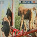 本当？！ワンと鳴くサル！