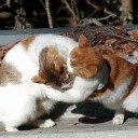 やおちょう・・・