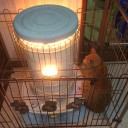 冬はとにかく頑張らない。…寝まーす！　（本日逃亡）。