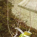 ウロバイ！植樹してから５年目
