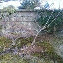 ウロバイ！植樹してから５年目