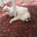 猫も歩けば棒に当たる。