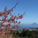 日曜　〓枕崎と坊津と〓