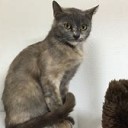 ぐれーのねこ・・・