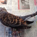 キジバト（解体編）