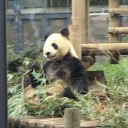 上野動物園 パンダかわいい♪