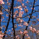 3月はライオンのように
