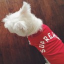 グッチ 犬猫服 シュプリーム 猫服 オフホワイト 犬猫用の服 早春の猫服 おすすめ