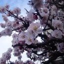 満開