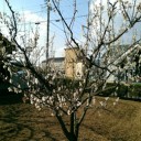 一時、枯れそうな梅が開花！