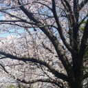 一気に春めく