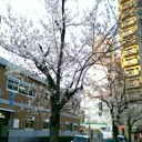 桜 満開間近