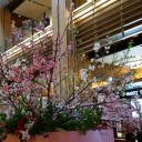 お花見日和