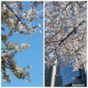 お花見日和