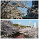 お花見日和