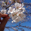 桜