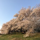 ポメ子とお花見