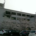 満開の桜とムスカリ！