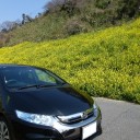 今年の桜