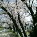 落合公園の桜　２０１８　－動画も公開ー