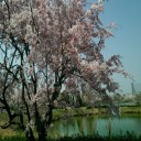 落合公園の桜　２０１８　－動画も公開ー