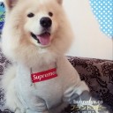 シュプリーム 犬服 シュプリーム ドッグウェア シャネル 犬の服 大型犬の服おすすめ