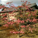 我が家の何年ぶり？！のツツジとハナミズキの開花！