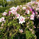 我が家の花 開花ダッシュ～！！！